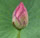 blooming